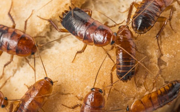 cockroach - Blatta lateralis