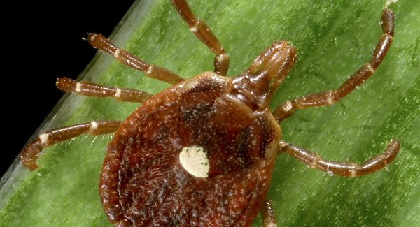 2006
Dr. Amanda Loftis, Dr. William Nicholson, Dr. Will Reeves

This photograph depicts a female lone star tick Amblyomma americanum. An Ixodes or hard tick, A. americanum is found through the southeast and south-central states, and has been shown to transmit the spirochete, Borrelia lonestari, the pathogen responsible for causing a Lyme disease-like rash known as Southern tick-associated associated rash illness (STARI). Representatives from all three of its life stages aggressively bite people in the southern U.S.  Research indicates that live spirochetes are observed in only 1-3{32336e88d06d791125594d4d4118d19fc808260d4addc0c05dd3f1205216e24c} of specimens.

The small chitinous scutum on the ticks dorsal abdomen identified this as a female of the species. The reduced scutal size enables the abdomen to expand to enormous proportions when ingesting a blood meal the tick extracts from its host food source, as seen in PHIL# 8677.  In the male, the scutum covers almost the entire dorsal abdomen.  Also, note the four pairs of jointed legs, placing ticks in the Phylum Arthropoda, and the Class Arachnida.