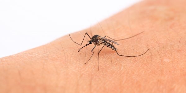 a mosquito in the human arm,macro