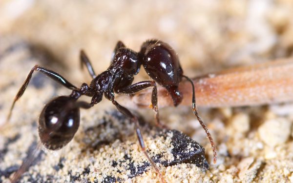 Little ant charging with food in its mouth