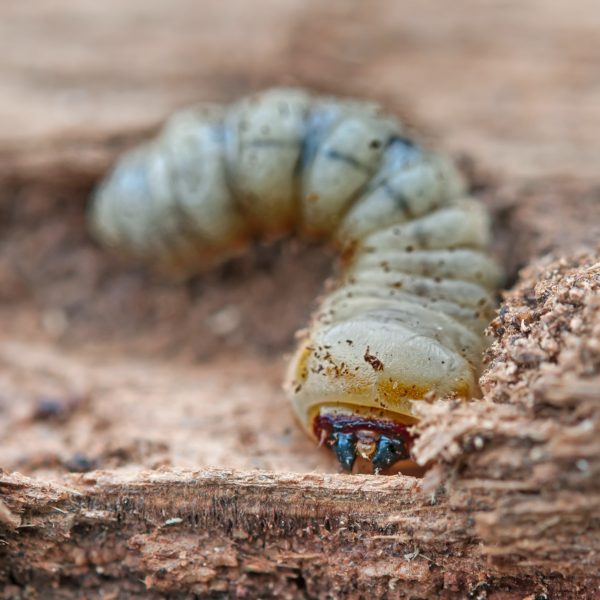 little woodworm lies on tree